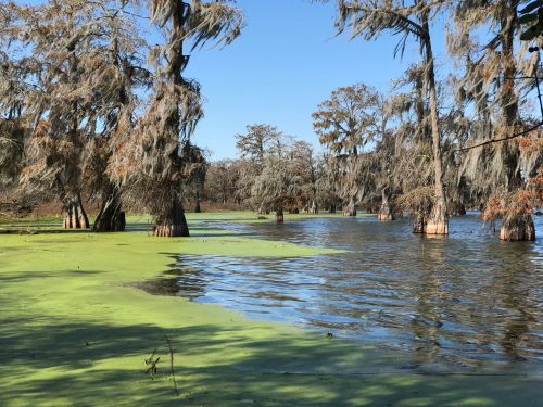 A serene wetland scene with cypress trees draped in Spanish moss, surrounded by green algae and calm water under a clear blue sky.