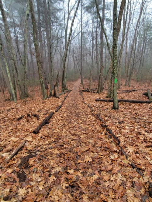 A misty forest path covered in fallen leaves, flanked by trees, creating a serene and tranquil atmosphere.