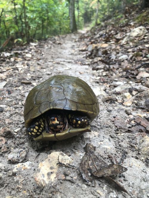 A turtle with a partially closed shell on a rocky trail surrounded by greenery.