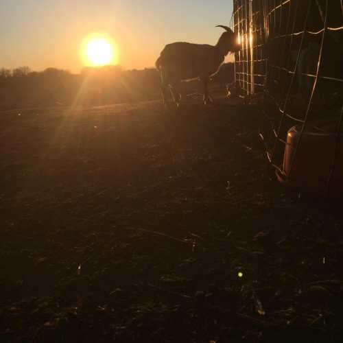 A silhouette of a goat near a fence at sunset, with warm sunlight illuminating the scene.