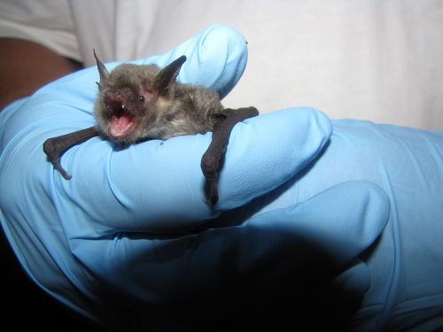 A small bat with its mouth open, being held in a gloved hand.