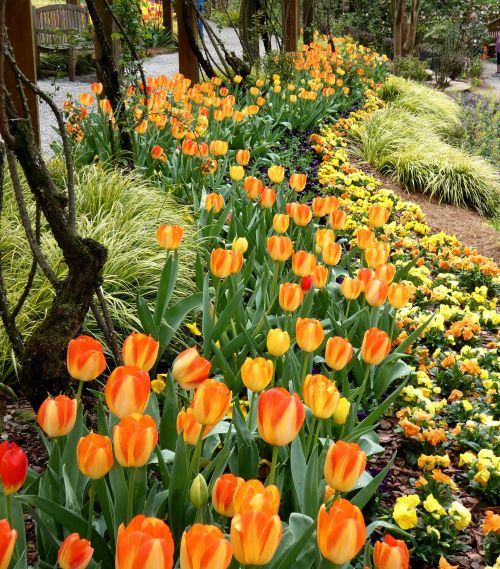 A vibrant garden filled with orange and yellow tulips, surrounded by lush green grass and colorful flowers.