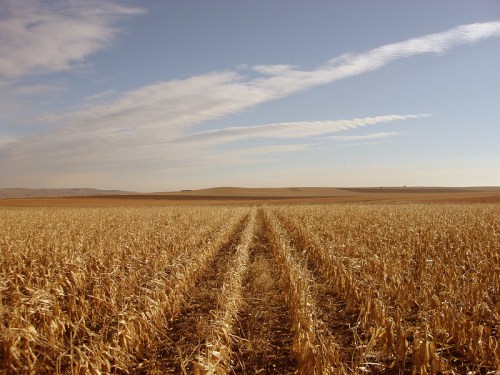 A vast field of golden, harvested crops under a clear blue sky with wispy clouds.