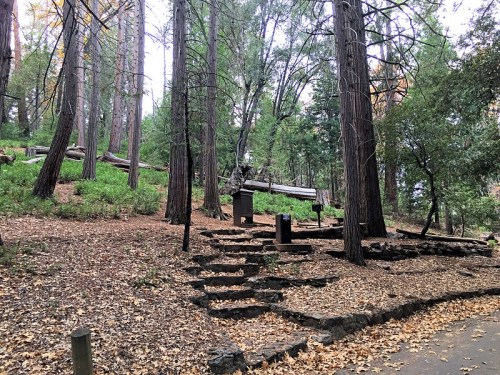 A forested area with tall trees, fallen logs, and a path leading to stone steps amidst fallen leaves.
