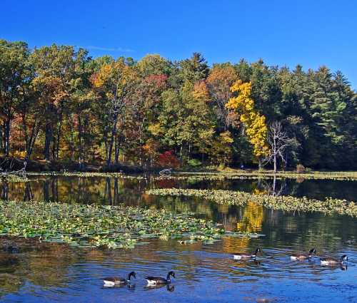 A serene lake surrounded by colorful autumn trees, with ducks swimming in the water and lily pads floating nearby.