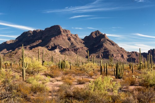 Desert landscape featuring tall cacti, rocky mountains, and a clear blue sky with wispy clouds.
