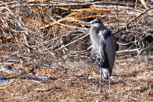 A great blue heron stands on the ground near a tangle of branches and twigs, showcasing its long neck and feathers.