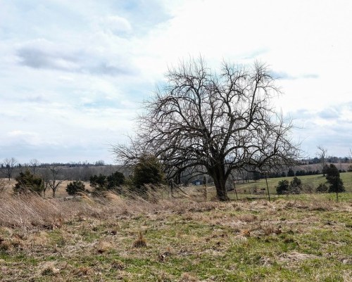 A barren tree stands in a grassy field under a cloudy sky, with rolling hills in the background.