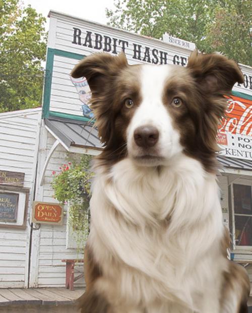 A brown and white dog sits in front of a rustic building with a sign that reads "Rabbit Hash General Store."