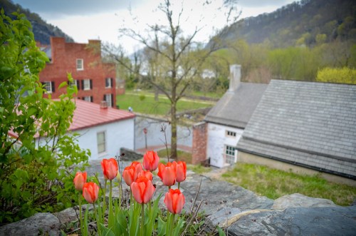 Vibrant red tulips in the foreground with a scenic view of buildings and greenery in the background.