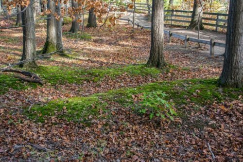 A serene forest scene with moss-covered ground, fallen leaves, and a wooden path winding through the trees.