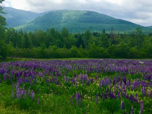 A vibrant field of purple lupines in front of a green mountain under a cloudy sky.