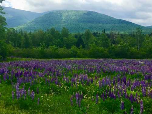 A vibrant field of purple lupines in front of a green mountain under a cloudy sky.