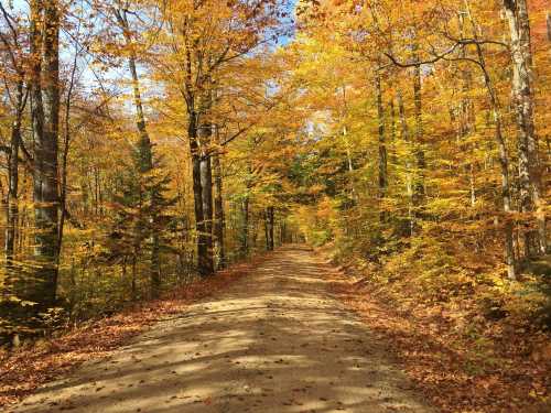 A dirt road surrounded by vibrant autumn trees with golden and orange leaves under a clear blue sky.