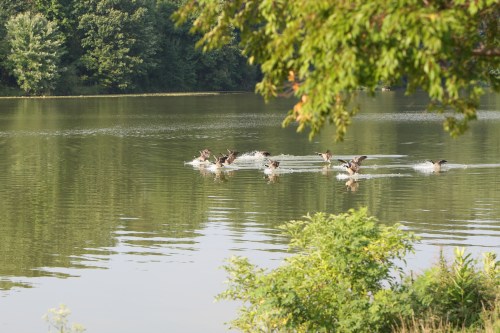 Ducks splashing across a calm lake, surrounded by lush greenery and trees.
