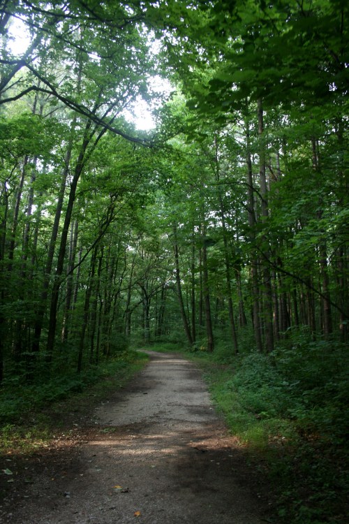 A serene dirt path winding through a lush green forest with tall trees and dappled sunlight.