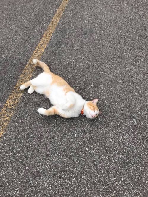 A relaxed orange and white cat lying on its back on a paved surface, enjoying the sun.