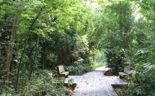 A serene pathway through a lush green forest, with two wooden benches on either side.