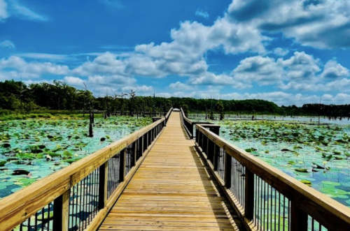 A wooden boardwalk stretches over a lush, green lily pad-covered lake under a bright blue sky with fluffy clouds.