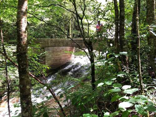 A serene forest scene featuring a bridge over a flowing stream, surrounded by lush greenery and trees.