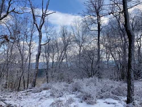 A snowy landscape with bare trees and a cloudy sky, showcasing a serene winter scene in a forest.