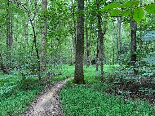 A winding dirt path through a lush green forest with tall trees and dense undergrowth.