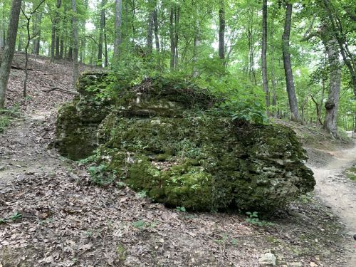 A moss-covered rock surrounded by trees and foliage on a forest trail.