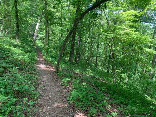 A winding dirt path through a lush green forest, surrounded by trees and dense foliage.