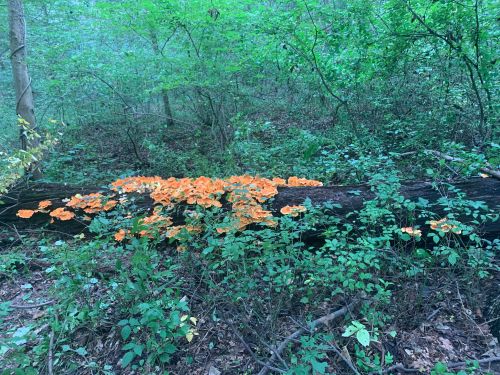 A fallen log in a forest, covered with vibrant orange mushrooms and surrounded by green foliage.