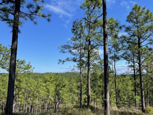 A scenic view of tall pine trees against a clear blue sky and rolling green hills in the background.