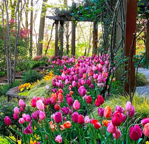 A vibrant garden filled with blooming pink and orange tulips, surrounded by lush greenery and trees.
