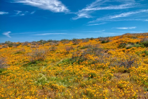 A vibrant field of yellow wildflowers under a blue sky with wispy clouds, surrounded by green vegetation.