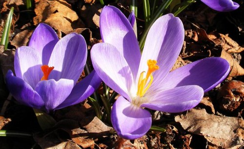 Two vibrant purple crocus flowers bloom among dried leaves, showcasing their delicate petals and bright orange stamens.