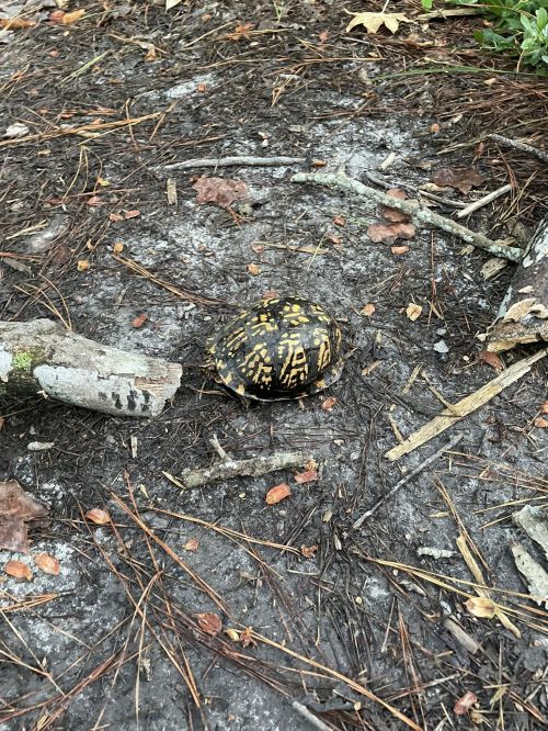 A small turtle with a patterned shell crawls on the ground among twigs and leaves.