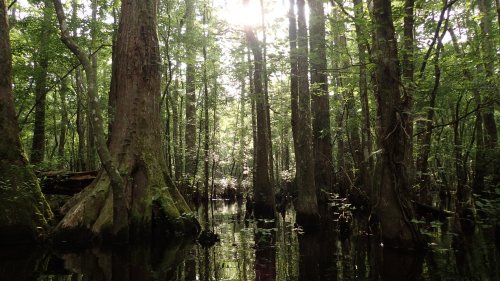 A serene swamp scene with tall trees reflecting in calm water, illuminated by soft sunlight filtering through the leaves.