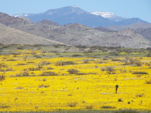 A vast field of bright yellow flowers stretches across the landscape, with mountains in the background and a clear blue sky.