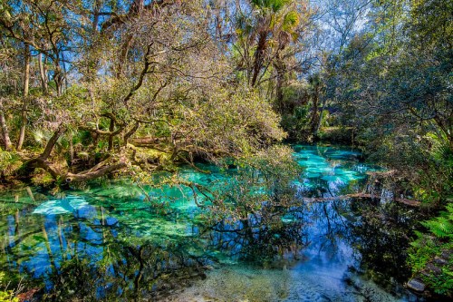 A serene natural landscape featuring a clear blue spring surrounded by lush trees and vibrant greenery.