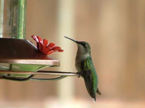 A hummingbird perched near a red flower on a feeder, with a blurred background.