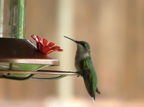 A hummingbird perched near a red flower on a feeder, with a blurred background.