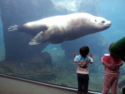 Two children watch a sea lion swimming gracefully behind a glass aquarium wall.
