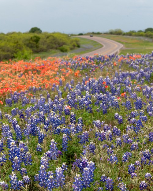 A vibrant field of bluebonnets and Indian paintbrush flowers alongside a winding road under a cloudy sky.