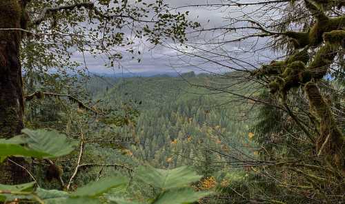 A panoramic view of a dense forest with varying shades of green and hints of autumn colors under a cloudy sky.