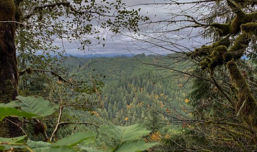 A panoramic view of a dense forest with varying shades of green and hints of autumn colors under a cloudy sky.
