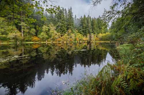 A serene forest lake reflecting trees and autumn colors, surrounded by lush greenery and misty skies.