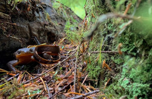 A close-up of a brown frog among moss and fallen leaves, nestled near a tree trunk in a forest setting.