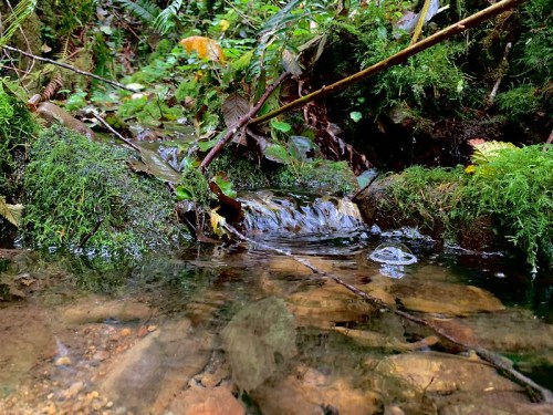 A small stream flows over rocks, surrounded by lush green moss and foliage in a forest setting.