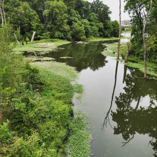 A serene pond surrounded by lush greenery and trees, reflecting the landscape in calm water.