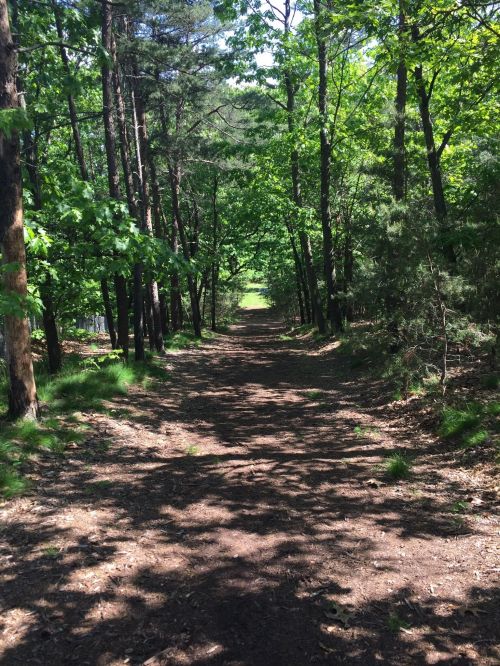 A sunlit forest path lined with trees, leading into a green, shaded area.