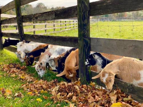 A group of goats peeking through a wooden fence, munching on fallen leaves in a grassy field.