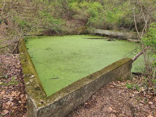 A small, overgrown pond surrounded by greenery, with a green algae-covered surface and a concrete border.